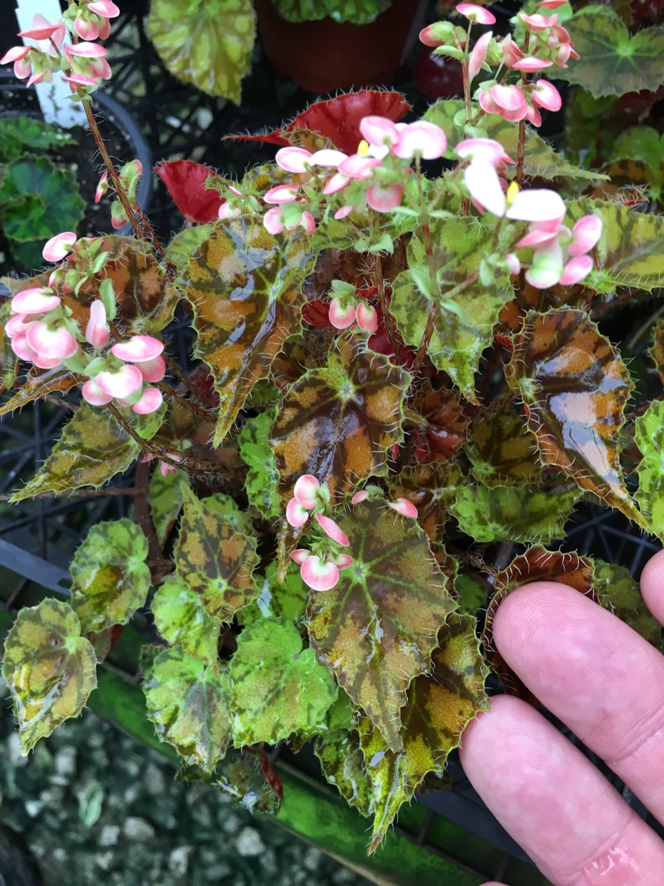 B. ‘Dancing Vera’